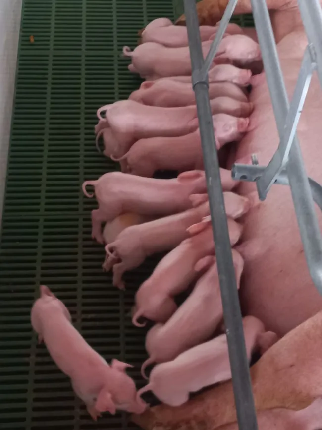 🐽💪