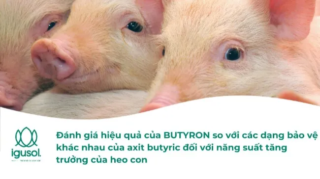 ĐÁNH GIÁ HIỆU QUẢ CỦA BUTYRON SO VỚI CÁC DẠNG BẢO VỆ AXIT BUTYRIC KHÁC NHAU ĐỐI VỚI HIỆU SUẤT TĂNG TRƯỞNG CỦA HEO CON
