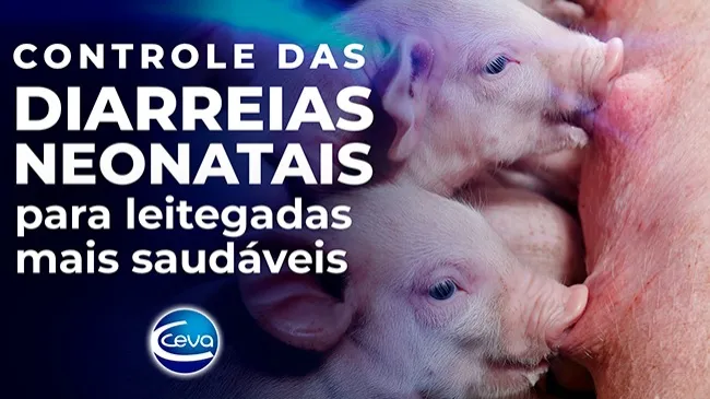 Controle das diarreias neonatais auxilia na promoção de leitegadas mais saudáveis