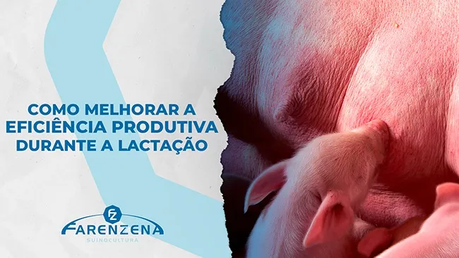 Como melhorar a eficiência produtiva na criação de suínos: Fase de amamentação.