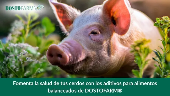 Fomenta la salud de tus cerdos con los aditivos para alimentos balanceados de DOSTOFARM®