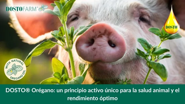 DOSTO® Orégano: un principio activo único para la salud animal y el rendimiento óptimo