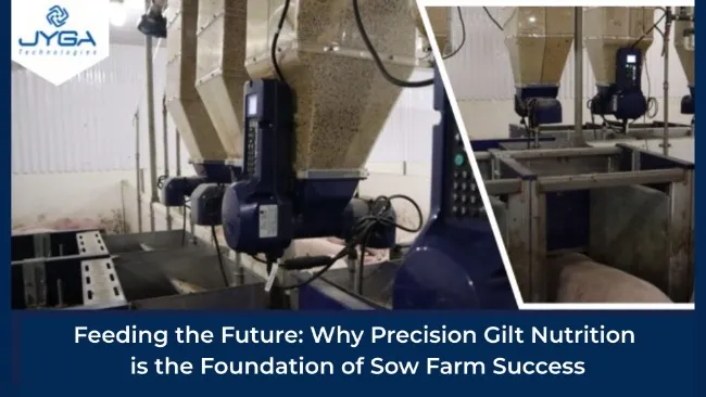 Feeding the Future: Why Precision Gilt Nutrition is the Foundation of Sow Farm Success