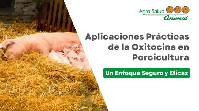 Aplicaciones prácticas de la oxitocina en porcicultura: un enfoque seguro y eficaz