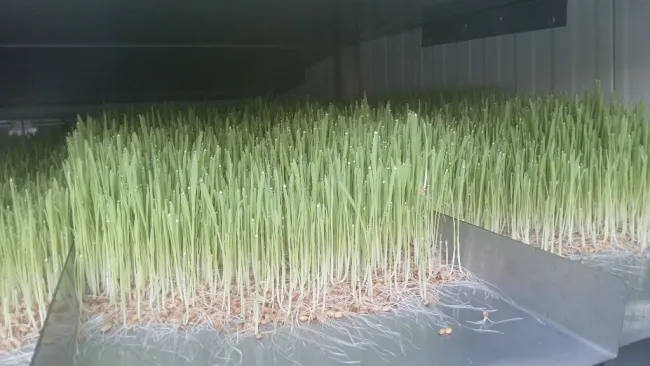 fabricacion y venta de cabinas para cultivo de forraje verde hidroponi...
