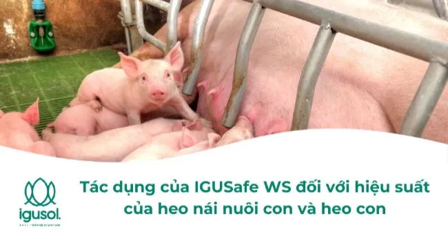 TÁC DỤNG CỦA IGUSAFE WS ĐỐI VỚI HIỆU SUẤT CỦA HEO NÁI NUÔI CON VÀ HEO CON
