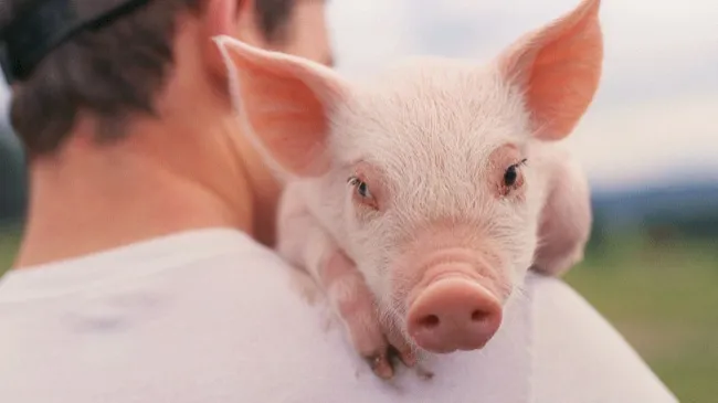 Tonisity Px Reduces Pre-Weaning Mortality by 29% in Chinese Pig Farm