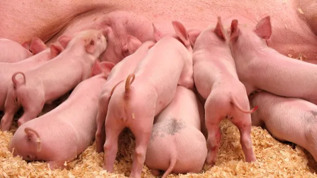 Tonisity Px Increases Weaning Weight by 210g Even in Rotavirus-Affected Piglets