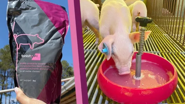 Tonisity Px vs. Brazilian Competitor – 1.9kg Heavier & 6,083 More Full-Value Pigs