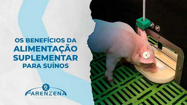  Os benefícios da alimentação suplementar para suínos