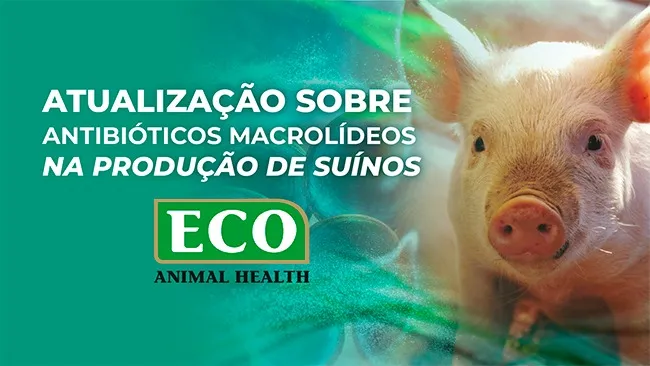 Atualização sobre antibióticos macrolídeos na produção de suínos