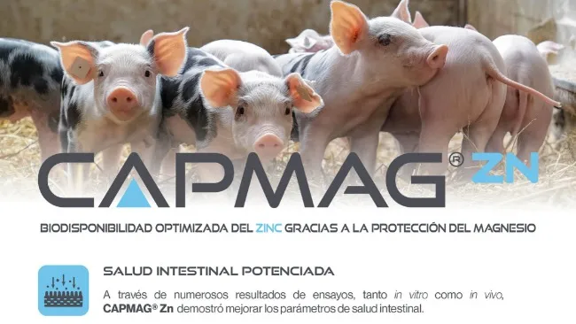 CAPMAG® Zn: Innovación en zinc protegido para mejorar salud y rendimiento post-destete