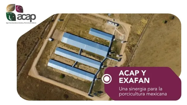 Acap integra tecnología y bienestar animal para modernizar el sector porcino, con visión de automatización y eficiencia, según Xhristo Barba.