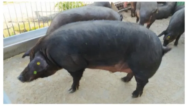 Pig native breeds for outdoor farming