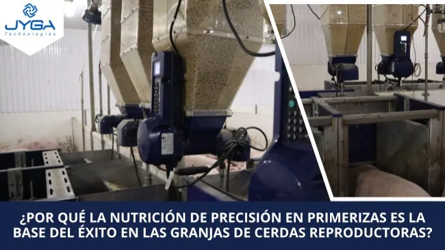 Alimentar el futuro: ¿Por qué la nutrición de precisión en primerizas es la base del éxito en las granjas de cerdas reproductoras?