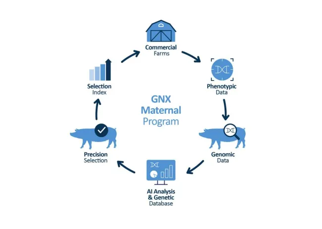 Breeding the sow of the future starts today. How?