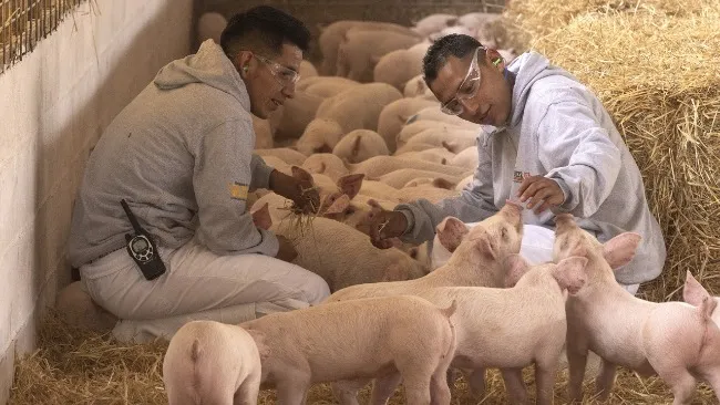 El Bienestar Animal, fundamental en procesos productivos de Altosano-Granjas Carroll