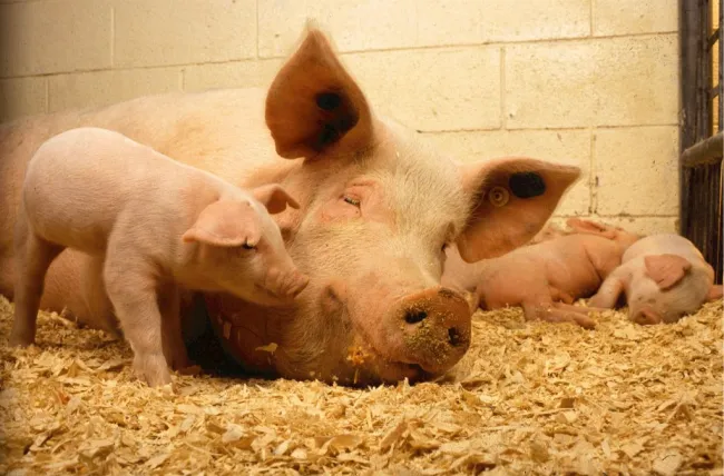 🐖 Affrontare il Caldo: Come i Probiotici Aiutano le Scrofe in Estat...