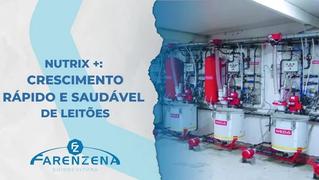 Nutrix +: O Sistema de Alimentação Suplementar que promove crescimento rápido e saudável de leitões
