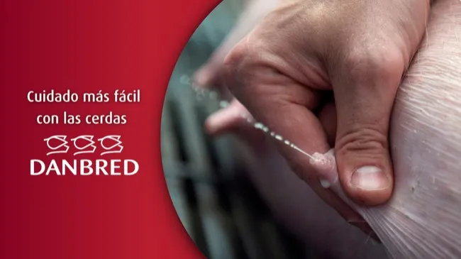 Cerdas DanBred: más leche, más lechones, mayor rentabilidad