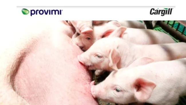 Provimi presenta el nuevo Livelle: innovación en nutrición porcina para dar un salto de productividad desde el sitio 1