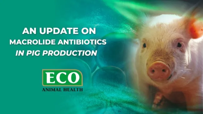 An update on macrolide antibiotics in pig production