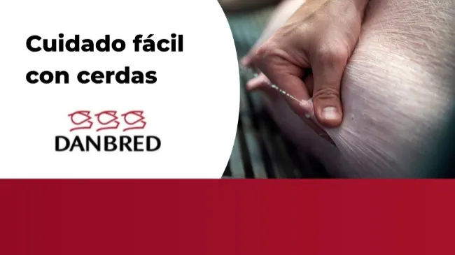 Cuando los lechones dominan la producción de leche
