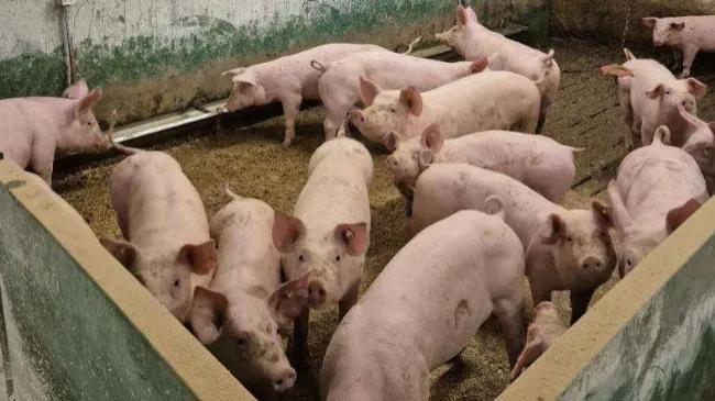 Abstract: “Never Docked a Pig Tail and Never Will”