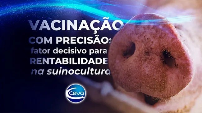 Vacinação com precisão: fator decisivo para rentabilidade na suinocultura