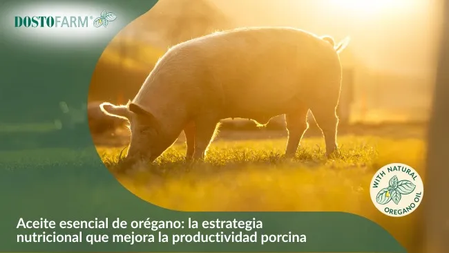  El aceite esencial de orégano – potente aliado en la producción porcina