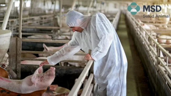 Veterinarios: aliados clave para la salud animal, humana y ambiental