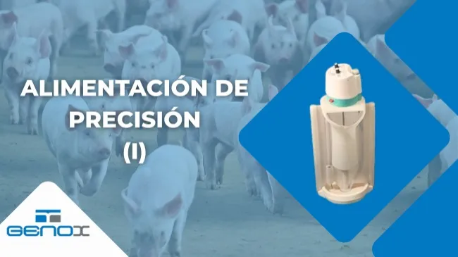 Maximiza la productividad y rentabilidad en la crianza de lechones con comederos automáticos