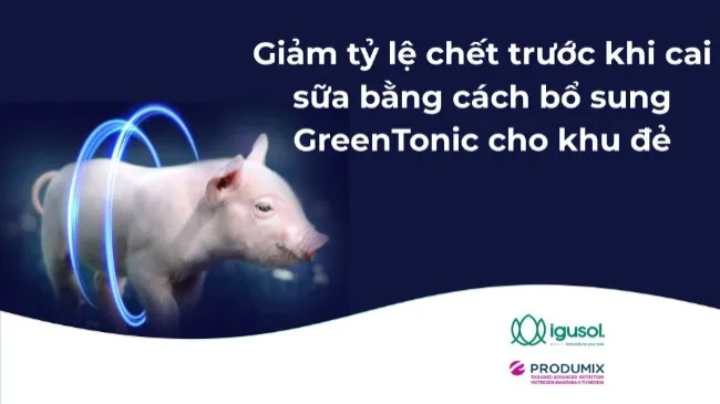 Giảm tỷ lệ chết trước khi cai sữa bằng cách bổ sung GreenTonic cho khu đẻ