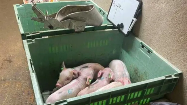 Abstract: Respecting the Piglets in Castration with Local Anaesthesia