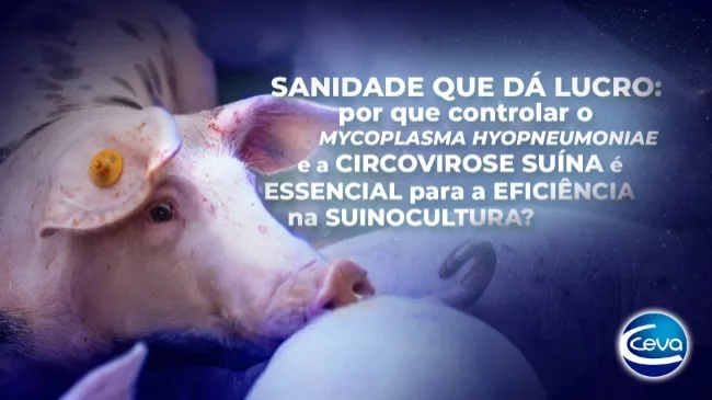 Sanidade que dá lucro: por que controlar o Mycoplasma hyopneumoniae e a circovirose suína é essencial para a eficiência na suinocultura?