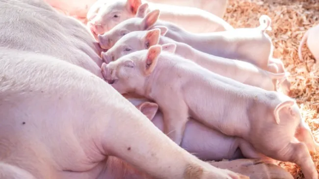 Weanex aumenta el consumo en los primeros dias de vida de forma natural