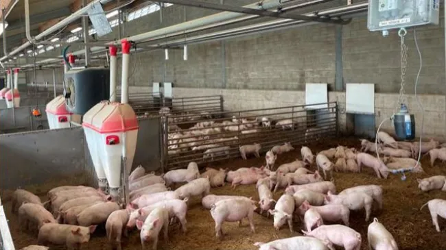 Abstract: Good space allowance, microclimate and environment for antibiotic-free pigs