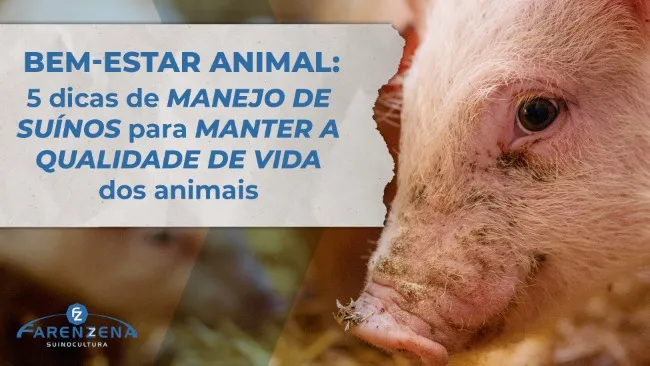 Bem-estar animal: 5 dicas de manejo de suínos para manter a qualidade de vida dos animais