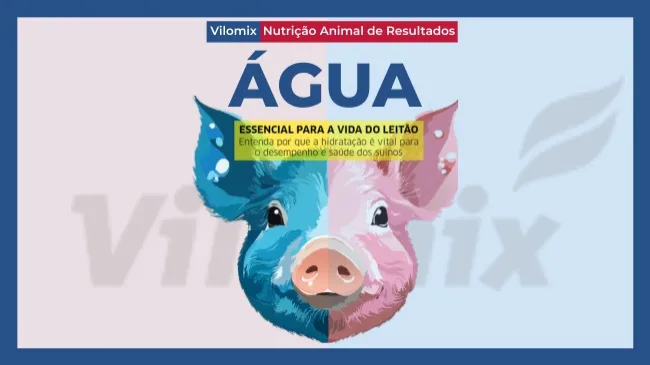 Água: essencial para a vida do leitão