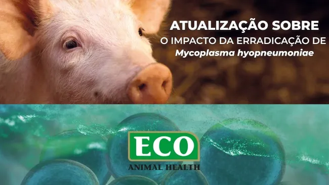 Uma atualização sobre o impacto da erradicação do Mycoplasma hyopneumoniae