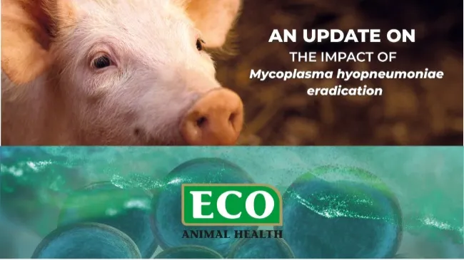 An update on the impact of Mycoplasma hyopneumoniae eradication