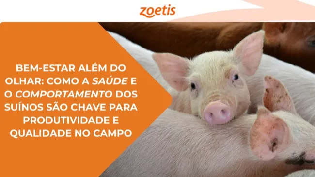 Bem-estar além do olhar: como a saúde e o comportamento dos suínos são chave para produtividade e qualidade no campo
