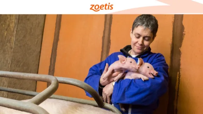 Profissão que conecta: como o médico-veterinário une bem-estar, ciência e desempenho animal 