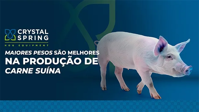 Maiores pesos são melhores na produção de carne suína