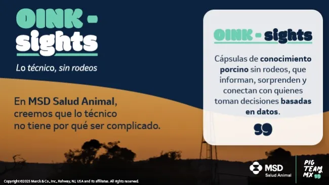 ¡Llega Oinksights: La Revolución del Conocimiento Porcino!