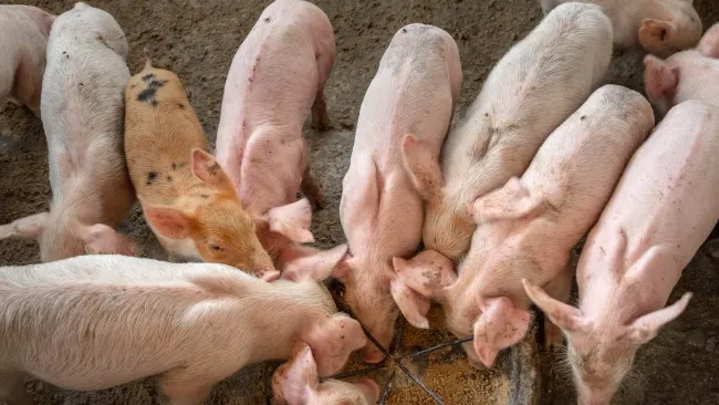 MEJORANDO EL CONSUMO DE PIENSOS EN LECHONES CON COMPUESTOS VOLÁTILES DE LA PLACENTA, EL CALOSTRO Y LA LECHE DE LA CERDA. 