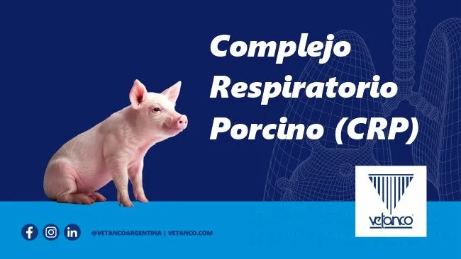 Complejo respiratorio porcino