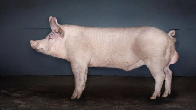 🐖 Eficiencia, calidad y adaptación al calor en un solo verraco: el TN Rex