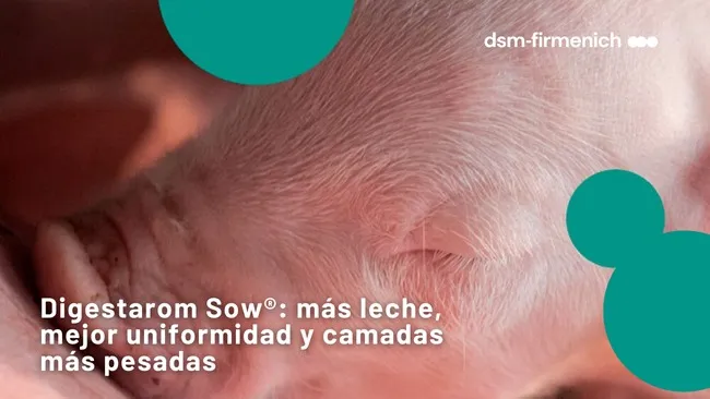 Digestarom Sow® mejora el rendimento productivo de las hembras y sus camadas, manteniendo su condición corporal