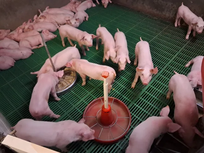 Imagen de nuestro último estudio de campo en el que evaluamos la incl...